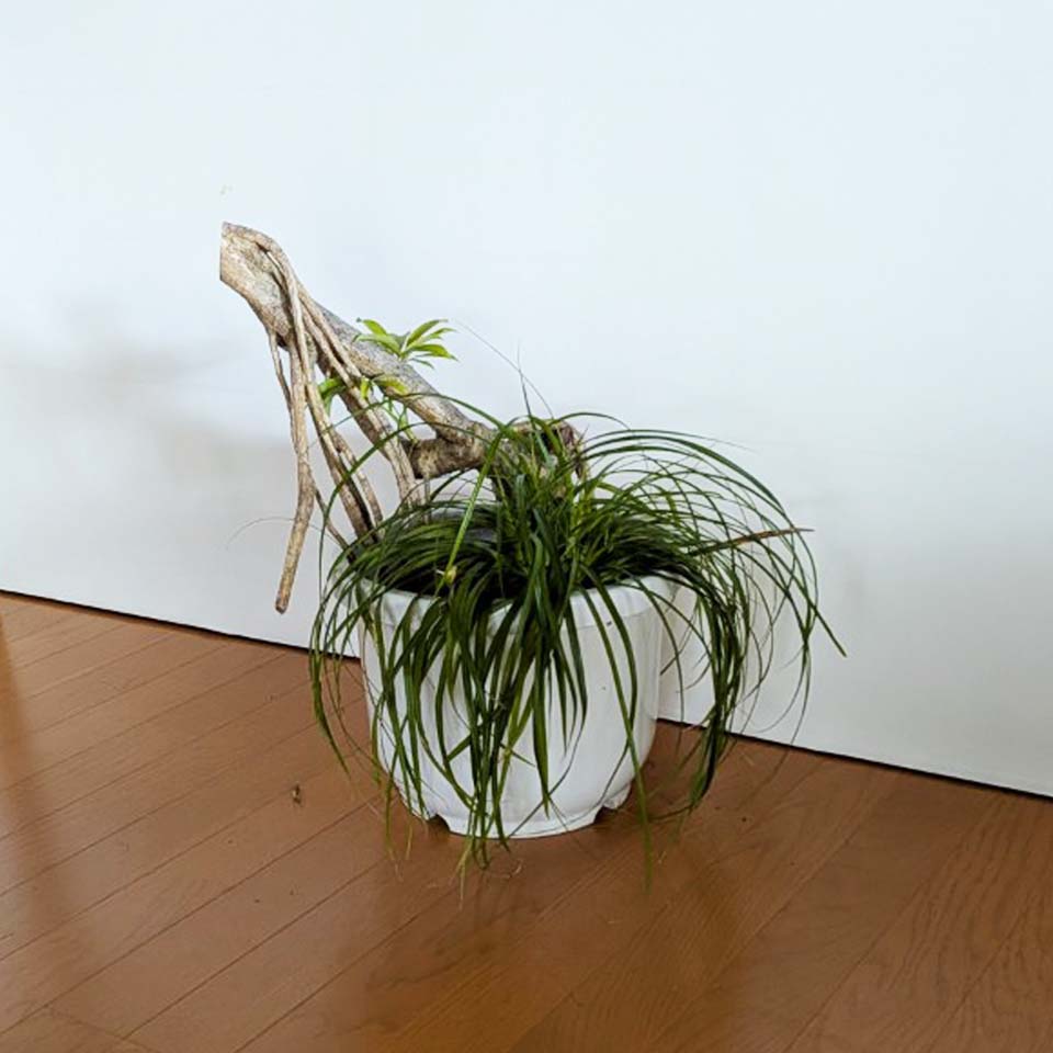 シェフレラ コンパクター - 画像 (6)